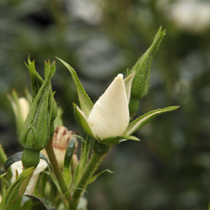 Poзa Эскимо® - белая - Почвопокровная роза 